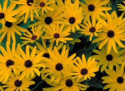 Sweet black-eyed susan