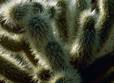 Miś cholla kaktus