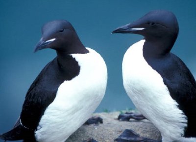 Thick-billed Murres, 1989