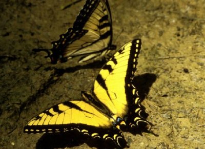 Tiger Swallowtail Butterfly