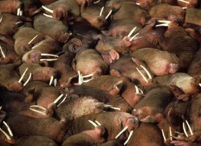 Walrus Herd