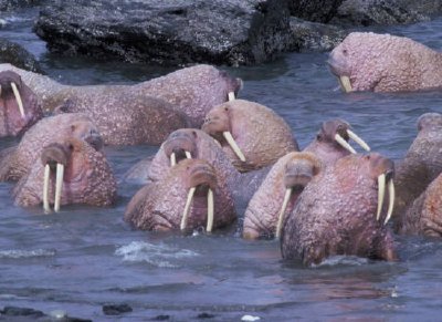 Морж в националния резерват за диви животни Тогиак