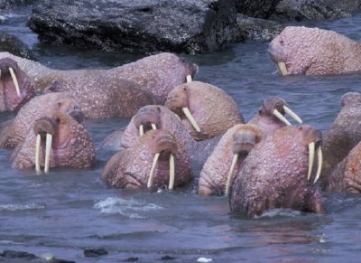 Walrus on Togiak National Wildlife Refuge