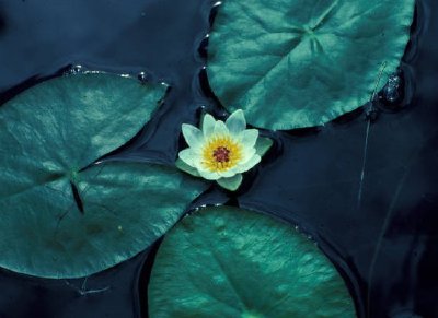 Water Lily