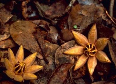 West Indian Mahogany Seedling