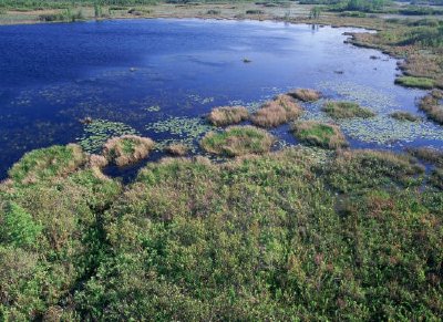 Habitat des zones humides au refuge national de faune d'Okefenokee