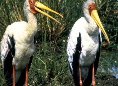 Yellow-billed Storks jigsaw puzzle