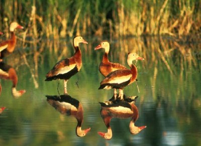 Whistling Duck jigsaw puzzle