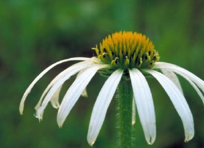 Coneflower de folhas estreitas brancas