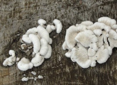 White Shelf Mushrooms