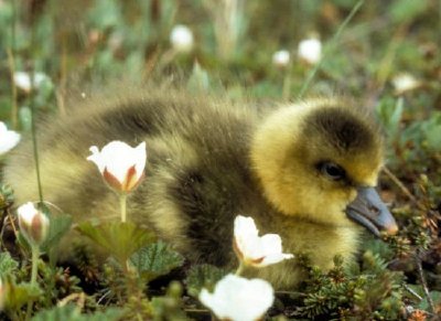 Gosling de ganso de frente blanca