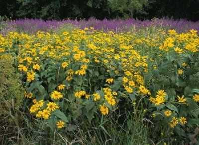 Vilda blommor och invasiv i National Wildlife Refuge