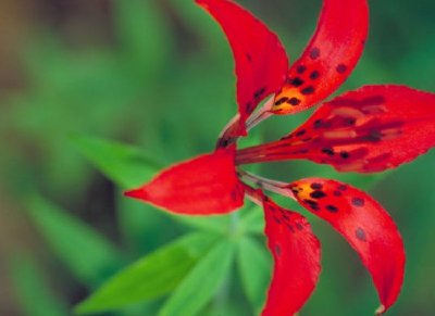 Wood lily