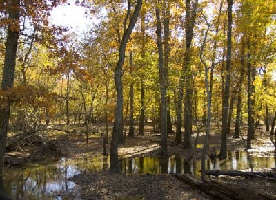 Woods with standing water jigsaw puzzle