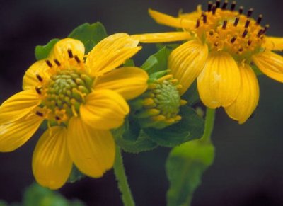 Yellow Leafcup