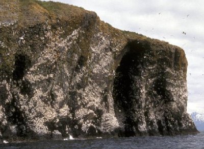 Colonia di Kittiwake dalle zampe nere