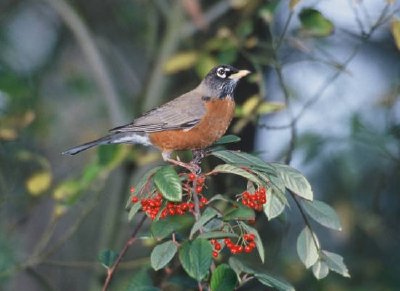 American Robin jigsaw puzzle