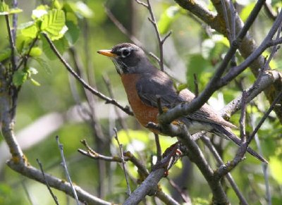 Amerikanische Robin-Frau