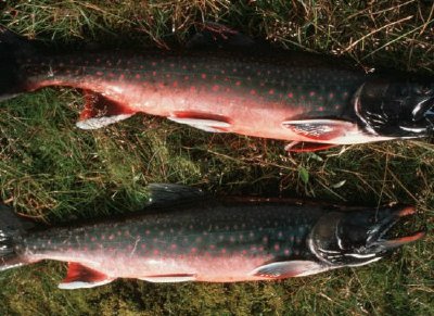 Arctic Char jigsaw puzzle