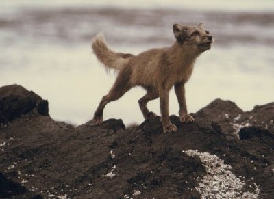 Zorro ártico en rocas