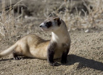 Furet à pattes noires (captif)