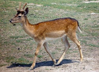 Gazelle