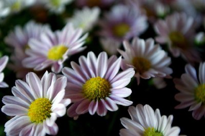 Daisies jigsaw puzzle