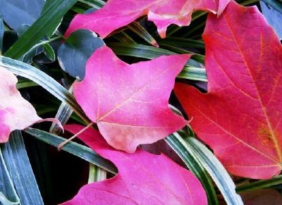 Leaves jigsaw puzzle