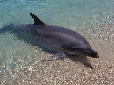 פאזל של דולפין