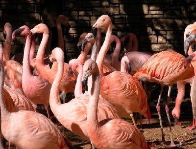 Flamingo jigsaw puzzle