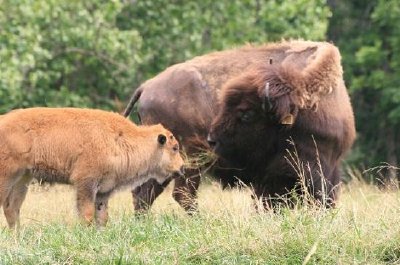 Buffle et bison