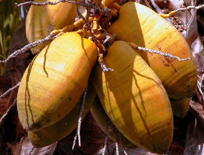 Tropical Fruit