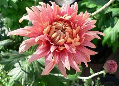 Chrysanthemum