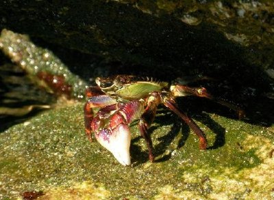 Shellfish jigsaw puzzle