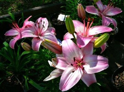 Flores cor de rosa