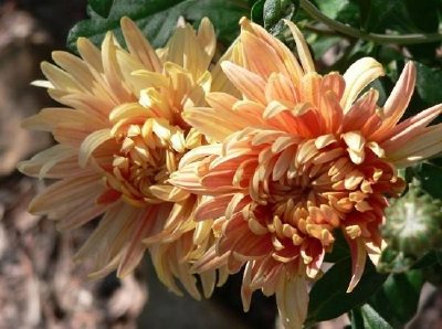 Chrysanthème