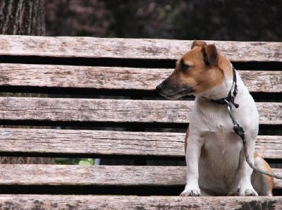 待っている犬