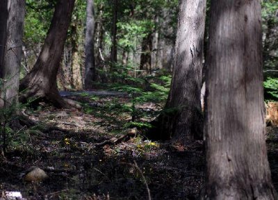 Une forêt