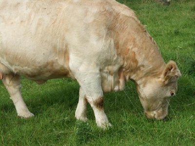 Una mucca in Irlanda
