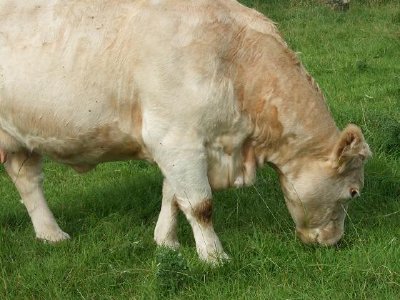 Una vaca en Irlanda