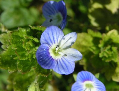 Blå Blommor