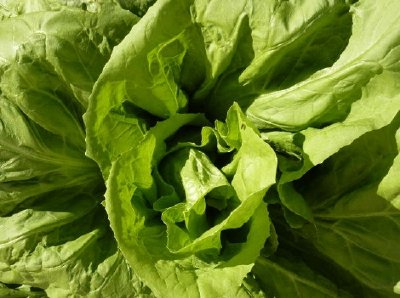 Lechuga