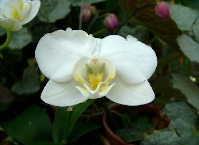 Orquídea