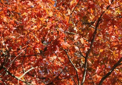 Red Tree jigsaw puzzle