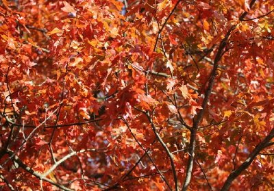 Red Tree