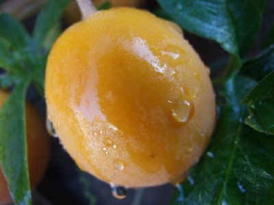 Passion fruit