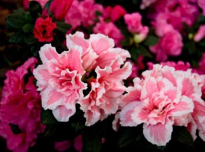 Carnation jigsaw puzzle