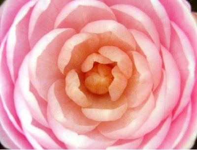 Pinke Rose