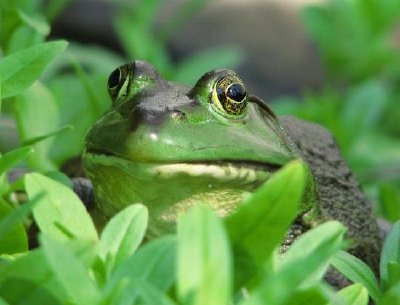 Ochsenfrosch