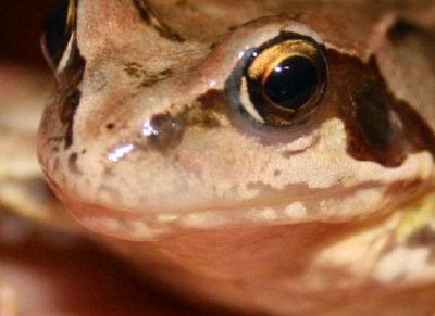 A frog jigsaw puzzle